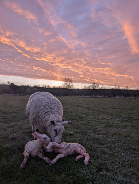 Noah's time at Carriston Farm