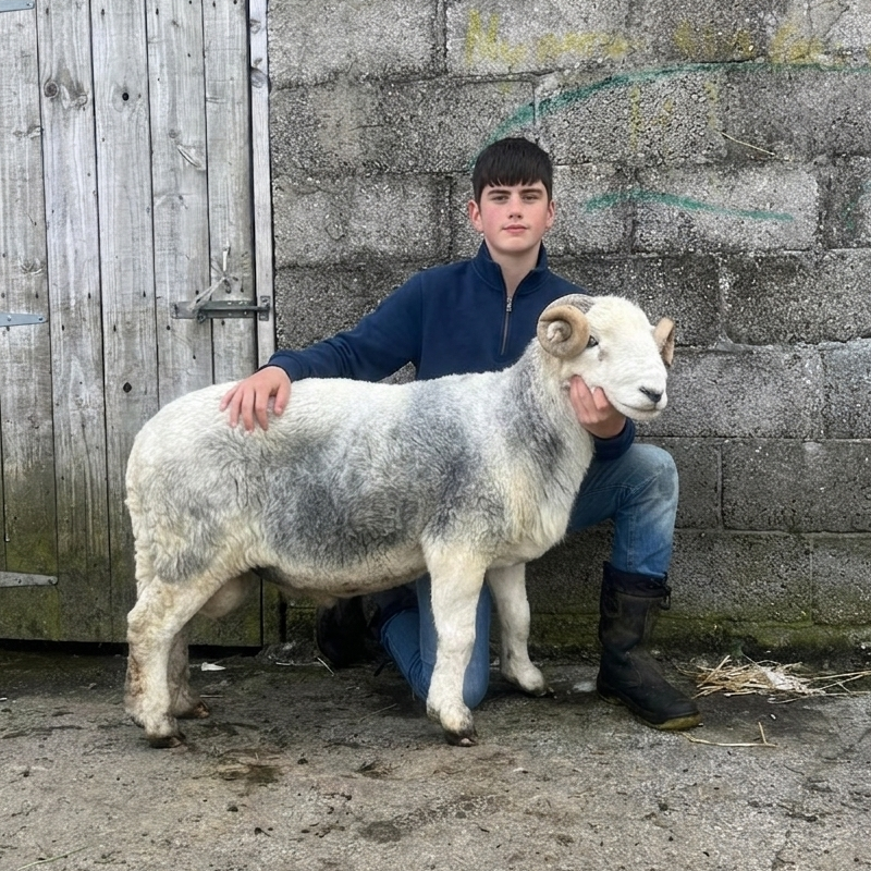Island Shepherd Quarter Zip